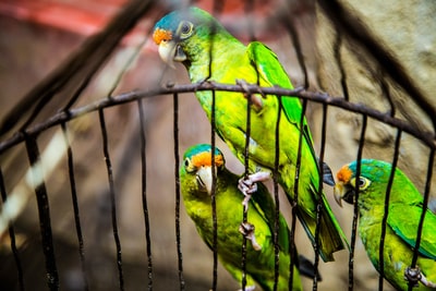 三个绿色的鹦鹉在黑色的笼子里
